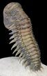 Flying Crotalocephalina Trilobite - Huge Specimen #39115-4